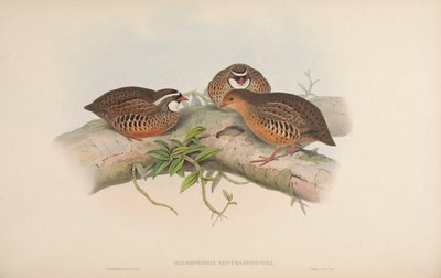 Painted Bush Quail by John Gould